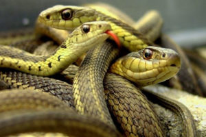 गर्मी बढेसँगै विषालु सर्पको बिगबिगी, ४२ को उपचार