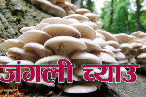 जंगली च्याउ खाँदा दम्पती बिरामी