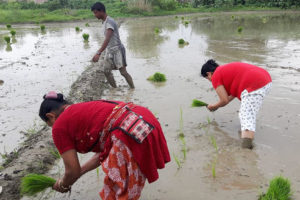 जनसङ्ख्या दोब्बर हुँदा धान उत्पादन वृद्धि भने कछुवा गतिमा