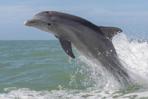 नारायणी नदीमा डल्फिनको बच्चा देखियो