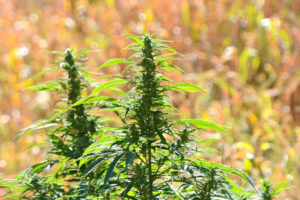 प्रहरीद्वारा ३७ रोपनीका लगाइएको गाँजा फँडानी