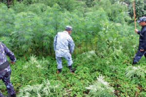 धनकुटाको महालक्ष्मीमा प्रहरीले फाड्यो गाँजा