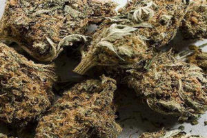 चितवन प्रहरीद्वारा ११२ किलो गाँजा जलाएर नष्ट, फरार अभियुक्त पक्राउ