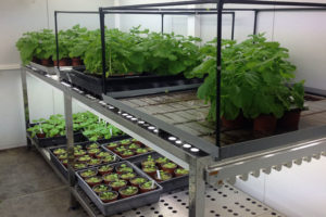 बालीनालीलाई किराबाट बचाउने सेक्सी वनस्पती