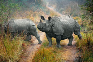 प्रमको भ्रमणसँगै एक जोडी गैँडा चीन पठाइने तयारी