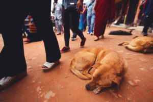 कुकुरको दिसाबाट जुका, दिसा घरमा नै गराउन कामपाको आग्रह