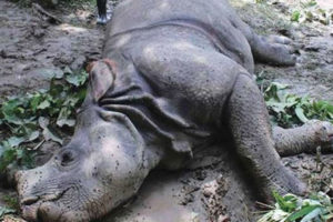 चितवन राष्ट्रिय निकुञ्जमा छब्बीस गैँडा मरे, यस्ता छन् कारण