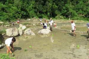 पूर्वी नेपालमा ५७ प्रतिशत धान रोपाई सकियो