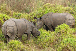 दोस्रो जोडी गैँडा साउन ३१ गते चीन पठाउने तयारी