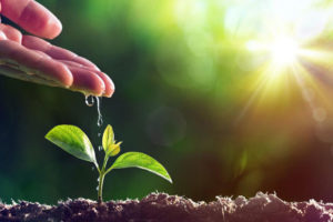 एउटा बिरुवा रोपे २० दिइने