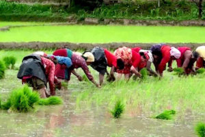 झापामा अहिलेसम्म ६२ प्रतिशत रोपाइँ