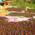 मेची भन्सारबाट चार महिनामा ४ अर्बको अलैँची निर्यात