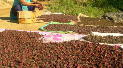 मेची भन्सारबाट चार महिनामा ४ अर्बको अलैँची निर्यात