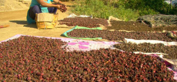 मेची भन्सारबाट चार महिनामा ४ अर्बको अलैँची निर्यात