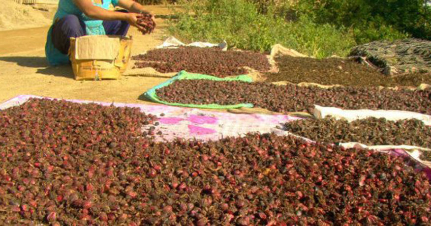 मेची भन्सारबाट चार महिनामा ४ अर्बको अलैँची निर्यात