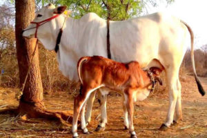 कृत्रिम गर्भाधान गराउने गाई-भैंसीलाई २५ सय पोषण भत्ता