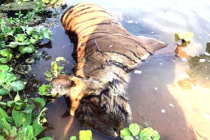 चितवन राष्ट्रिय निकुञ्जमा ३ वर्षमा ११ बाघ मरे