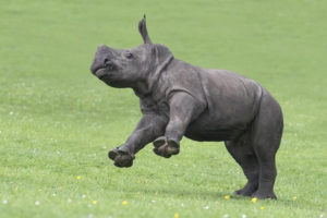 चितवन राष्ट्रिय निकुञ्जबाट २६ गैँडा उपहार