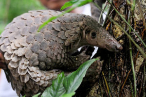 जिउँदो सालकसहित दुई जना पक्राउ