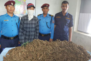 धनकुटामा ११ किलो गाँजासहित एक जना पक्राउ