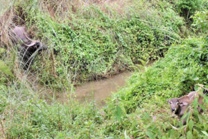 अर्नाको प्रजाति विस्तारमा सफलता