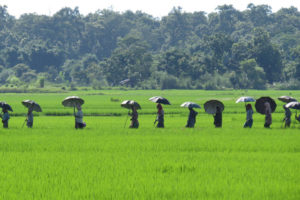 सुपरजोनका कृषक आधुनिक कृषितर्फ अग्रसर