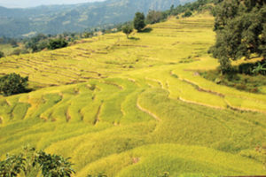 पोखरेली जेठोबुढो धानको माग बढ्दै