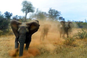 झापामा ‘हात्ती कोरिडर’ बनाउन शुरु
