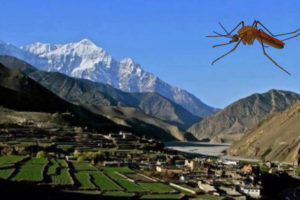 जलवायु परिवर्तनको प्रभाव: उच्च हिमाली क्षेत्रमा लामखुट्टे !