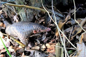 सामुदायिक वनमा संकटापन्न सालकको उपस्थिति राम्रो