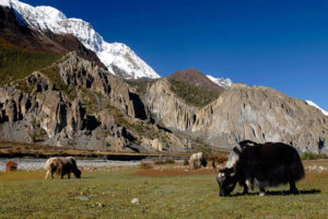 चरन क्षेत्र अभावमा चौँरीपालन घट्दो