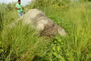 चितवन राष्ट्रिय निकुञ्जमा दुर्लभ एकसिङ्गे गैंडा मृत फेला
