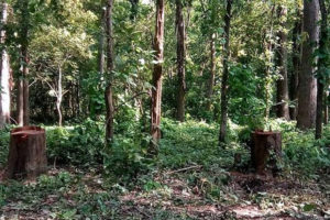 दाङमा २,६८४ हेक्टर वन क्षेत्र अतिक्रमित