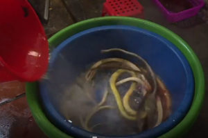 यौनशक्ति बढाउन सर्पको मासु