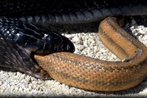 अनौठो सर्प गाउँ पसेपछि स्थानीयवासी त्रसित