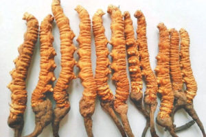 कफी संस्कृतिमा नयाँ आयाम, कफीमा यार्सागुम्बा