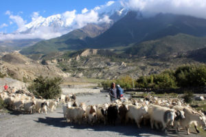 दशैँका लागि मुस्ताङबाट १६ हजार भेडाच्याङ्ग्रा बिक्री