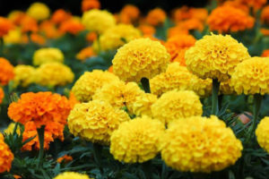 तिहार नआउँदै फूल फूलेपछि समस्या