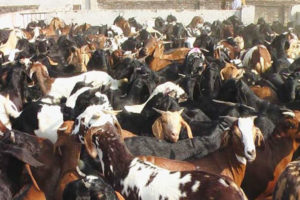 राजदेवी मन्दिरमा १५ हजार बोकाको चढाईयो बली