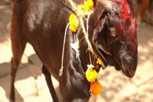 पशुबलि रोक्न ‘देशव्यापी अभियान’