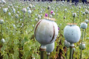 मकवानपुरमा अठ्ठाइस बिघा गाँजा र आठ बिघा अफिम खेती नष्ट