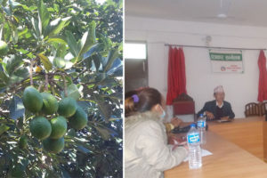 एभोकाडोको राजधानी धनकुटामा एसियाको पहिलो एभोकाडो महोत्सव हुने