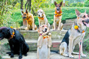 यमपञ्चकको दोश्रो दिन आज कुकुर तिहार: के छ धार्मिक मान्यता ?