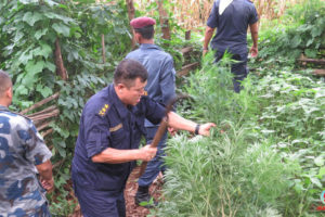 धनकुटामा १४ हजार बोट गाँजा फडानी