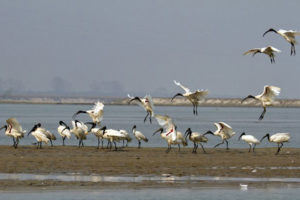 कोसी टप्पुमा पानी चराको गणना शुरु