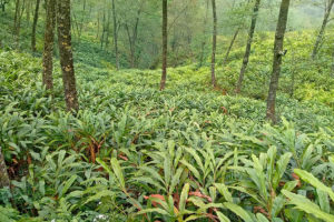 डुब्दै अलैँची किसान