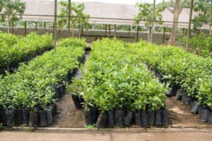 विद्यार्थी पढाउने अभिभावकलाई फलफूलका बिरुवा