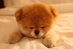 संसारको सबैभन्दा सुन्दर कुकुरको  मृत्यु