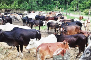 चौपायाले दश बिघा क्षेत्रफलको बाली नष्ट