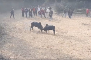 धनकुटामा गोरु जुधाई प्रतियोगिता, बिजेता बनेर चउरे गोरुले जित्यो १५ हजार पुरस्कार